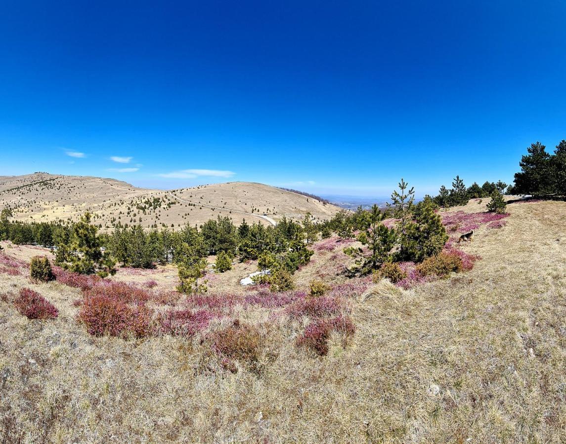 Previja Zlatibor